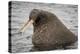 Arctic Ocean, Norway, Svalbard. Close-Up of Walrus in Water-Jaynes Gallery-Premier Image Canvas