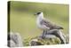 Arctic skua, Stercorarius parasiticus-olbor-Premier Image Canvas