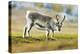 Arctic, Svalbard. Rangifer Tarandus Platyrhynchus, Svalbard Reindeer on Tundra-David Slater-Premier Image Canvas