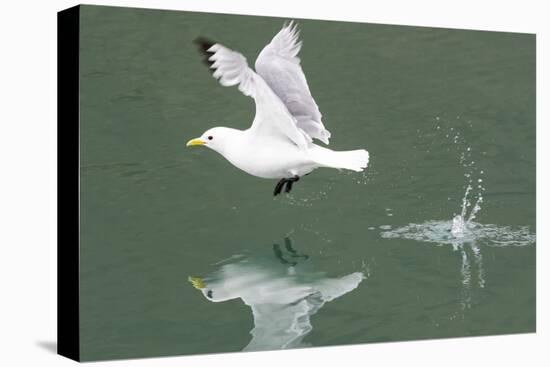 Arctic, Svalbard, Spitsbergen. A black-legged kittiwake takes off from calm water.-Ellen Goff-Premier Image Canvas