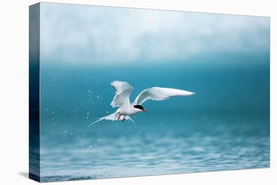 Arctic Tern Fishing in Jokulsarlon Lake-Paul Souders-Premier Image Canvas