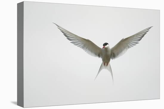 Arctic Tern Hovering in Flight-Arthur Morris-Premier Image Canvas