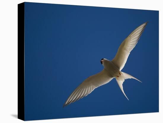 Arctic Tern in Flight, Snafelsness Peninsula, West Iceland-Inaki Relanzon-Premier Image Canvas