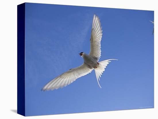 Arctic Tern in Flight, Sterba Paradisaea, Isle of May Breeding Colony, Fife, Scotland-Steve & Ann Toon-Premier Image Canvas