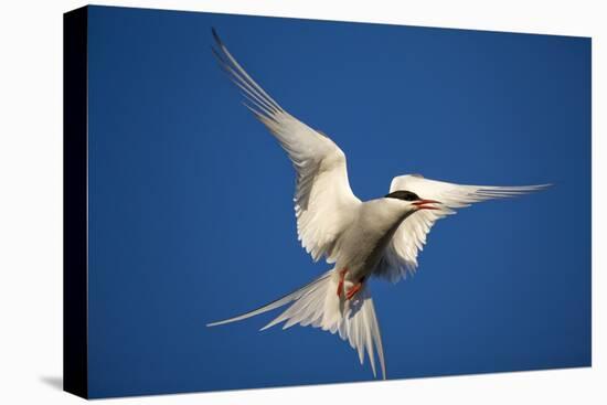 Arctic Tern in Flight-Paul Souders-Premier Image Canvas