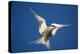 Arctic Tern in Flight-Paul Souders-Premier Image Canvas