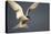 Arctic Tern in Flight-Paul Souders-Premier Image Canvas