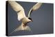 Arctic Tern in Flight-Paul Souders-Premier Image Canvas