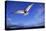 Arctic Tern in Iceland-null-Premier Image Canvas