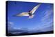 Arctic Tern in Iceland-null-Premier Image Canvas