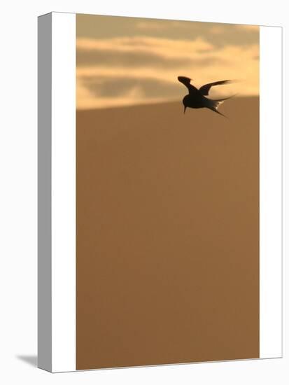 Arctic Tern preparing to dive-AdventureArt-Premier Image Canvas