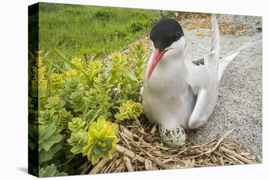 Arctic tern sitting on egg, Machias Seal Island, Bay of Fundy, New Brunswick, Canada-Nick Hawkins-Premier Image Canvas