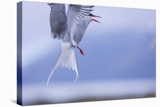 Arctic Tern-Arctic-Images-Premier Image Canvas