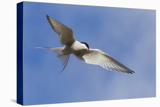 Arctic Tern-Ken Archer-Premier Image Canvas