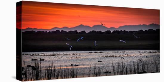 Arctic Terns and Ducks, under the Midnight Sun, Seltjarnarnes, Reykjavik, Iceland-null-Stretched Canvas