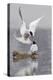 Arctic Terns, Courtship-Ken Archer-Premier Image Canvas