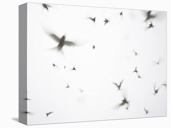 Arctic Terns Flying Against White Sky, Motion Blur Abstract, Isle of May, Scotland, UK-Pete Cairns-Premier Image Canvas