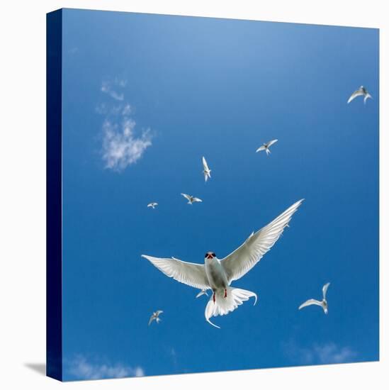 Arctic Terns Flying, Flatey Island, Iceland-Arctic-Images-Premier Image Canvas