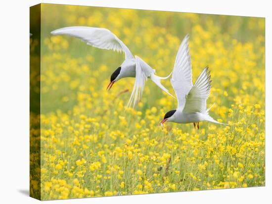 Arctic terns in flight over nesting colony, Iceland-Marie Read-Premier Image Canvas