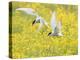 Arctic terns in flight over nesting colony, Iceland-Marie Read-Premier Image Canvas