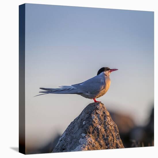 Arctic Terns (Sterna Paradisaea), Flatey Island, Breidafjordur, Iceland-null-Premier Image Canvas