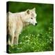 Arctic Wolf (Canis Lupus Arctos) Aka Polar Wolf Or White Wolf-l i g h t p o e t-Premier Image Canvas