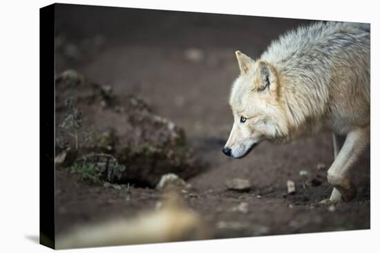 Arctic Wolf (Canis Lupus Arctos) Aka Polar Wolf or White Wolf-l i g h t p o e t-Premier Image Canvas