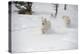 Arctic Wolf (Canis Lupus Arctos), Montana, United States of America, North America-Janette Hil-Premier Image Canvas