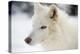 Arctic Wolf (Canis Lupus Arctos), Montana, United States of America, North America-Janette Hil-Premier Image Canvas