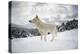 Arctic Wolf (Canis Lupus Arctos), Montana, United States of America, North America-Janette Hil-Premier Image Canvas