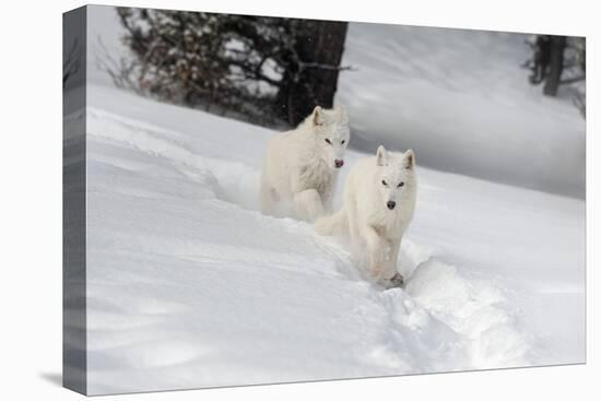 Arctic Wolf (Canis Lupus Arctos), Montana, United States of America, North America-Janette Hil-Premier Image Canvas