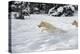 Arctic Wolf (Canis Lupus Arctos), Montana, United States of America, North America-Janette Hil-Premier Image Canvas