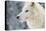 Arctic Wolf (Canis Lupus Arctos), Montana, United States of America, North America-Janette Hil-Premier Image Canvas