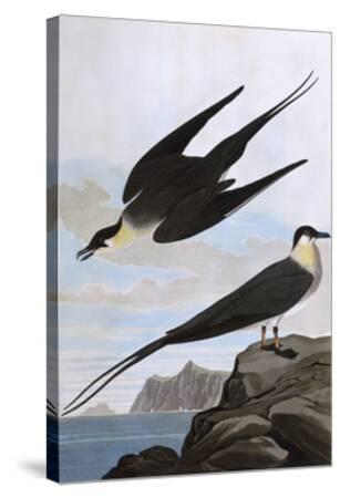 Arctic Yager Giclee Print John James Audubon Art Com