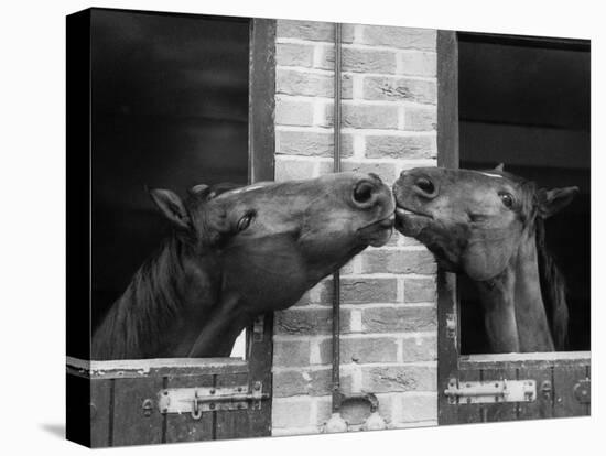 Ardent Haven and Old Glory, Horses at the Bill Roach Stables at Lambourn-null-Premier Image Canvas
