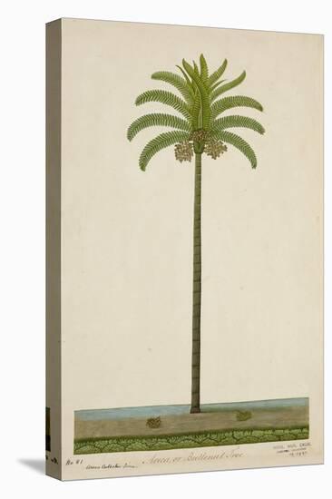 Areca Or Beetlenut Tree, 1800-10-null-Premier Image Canvas