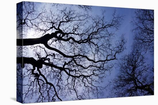 Argentina, Buenos Aires. looking up at the Spring sky in the Bosques de Palermo-Michele Molinari-Premier Image Canvas