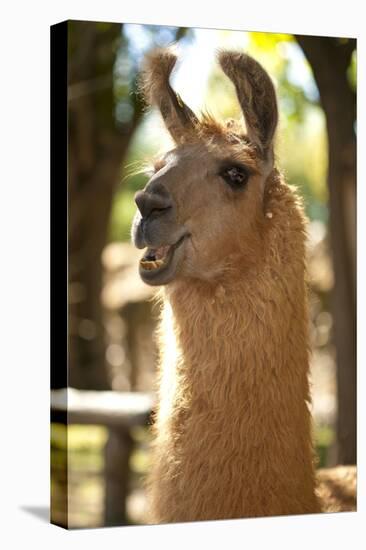 Argentina, Patagonia, Junin De Los Andes, Farm, Llama, Portrait-Chris Seba-Premier Image Canvas