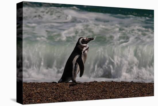 Argentina, Patagonia. Magellanic penguin walks the beach at Peninsula Valdez.-Howie Garber-Premier Image Canvas