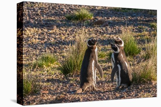 Argentina, Patagonia. Magellanic penguins interact on the beach-Howie Garber-Premier Image Canvas