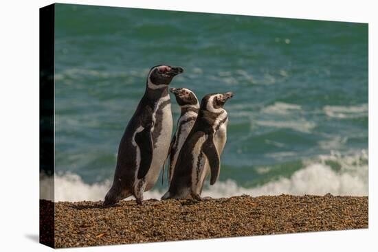 Argentina, Patagonia. Magellanic penguins walk the beach at Peninsula Valdez.-Howie Garber-Premier Image Canvas