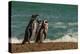 Argentina, Patagonia. Magellanic penguins walk the beach at Peninsula Valdez.-Howie Garber-Premier Image Canvas