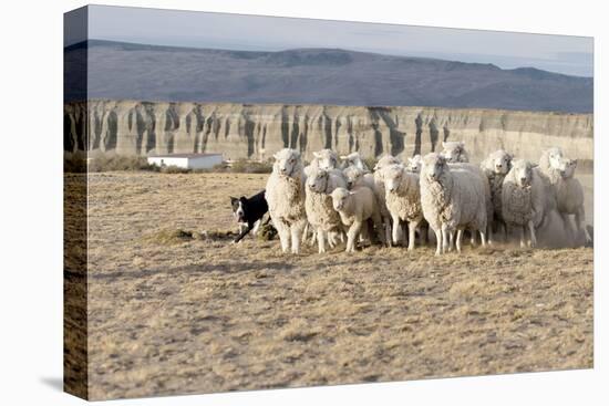 Argentina, Patagonia, Province Santa Cruz, Sheep Farm, Flock of Sheep, Sheepdog-Chris Seba-Premier Image Canvas