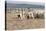 Argentina, Patagonia, Province Santa Cruz, Sheep Farm, Flock of Sheep, Sheepdog-Chris Seba-Premier Image Canvas