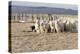 Argentina, Patagonia, Province Santa Cruz, Sheep Farm, Flock of Sheep, Sheepdog-Chris Seba-Premier Image Canvas