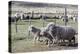 Argentina, Patagonia, South America. Three sheep on an estancia walk by other sheep.-Karen Ann Sullivan-Premier Image Canvas