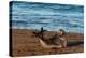 Argentina, Patagonia. Young southern elephant seal on the beach at Peninsula Valdez-Howie Garber-Premier Image Canvas