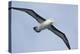 Argentina. Tierra Del Fuego. Black Browed Albatross in Flight-Inger Hogstrom-Premier Image Canvas