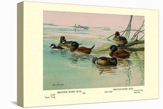 Argentine and Peruvian Ruddy Ducks-Allan Brooks-Stretched Canvas
