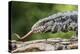 Argentine Tegu Lizard (Tupinambis Merianae) in Iguazu Falls National Park, Misiones, Argentina-Michael Nolan-Premier Image Canvas